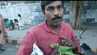 Lahore Sunday Shalimar Market Update 2023 |Rana Pets Academy  #birds #java #lahore #viral