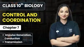 Control and Coordination - Impulse Generation, Conduction & Transmission | Class 10th Biology Ch 7