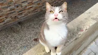 Princess Smoke Cat meows mrap mrap