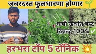 हरभरा टॉप 5 टॉनिक 🌱💥|कमी खर्चात जबरदस्त फुलधारणा होणार 🌱👇|फुलोरा अवस्थेत ही टॉनिक वापरा👌|#harbhara 