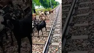 Goats on the railway track: Goat-way or train track?#shorts