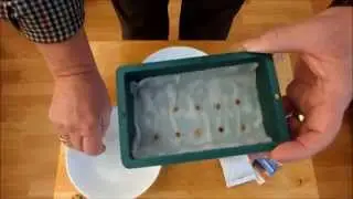 Grow Parsnips. How to germinate Parsnip seeds indoors & a neat 