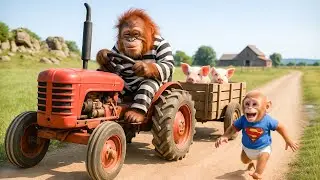 Monkey Farmer Harvests Green Grass for Piglets and Confronts a Destructive Thief – Monkey Farm Work