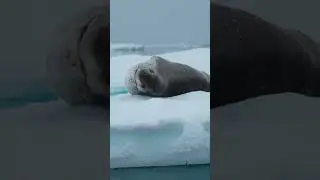 #antarctica  #climatechangeawareness  #ecosystem #extremelandscapes