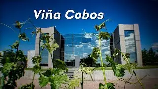 Vinha Cobos: Excel&ecirc;ncia e Qualidade...