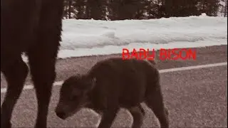 Bison Sightings YNP