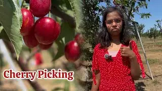 Cherry Fruit Picking | California USA @F_N_  #fruitpicking #fruit #cherry
