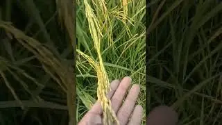 pb 1718 gold paddy #shorts #farming