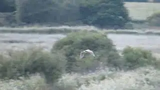 Eurasian Bittern in flight. Minsmere RSPB, Suffolk, UK