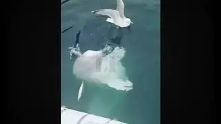 Wonderful & beautiful dolphins I dare you not to repeat some of the of the video clips--Stay At Home