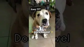 WATCH this easy DIY DOG enrichment idea for STEP BY STEP INSTRUCTIONS
