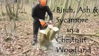 Uses for Birch , Ash , & Sycamore, in a chestnut woodland