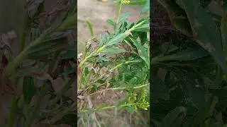 #camoflauge #greenlynx #spider #nature #insitu