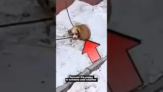 Big Act of of Kindness in Freezing Weather found  Dog #puppy #pets #shorts