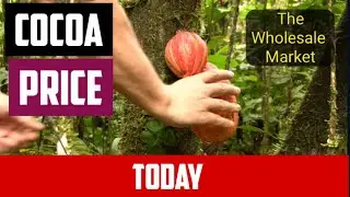 Cocoa Commodity Price Today International Market Analysis 16 July 2024