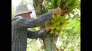 How to thin, divide, plant and hang Bromeliads