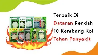 10 Benih Kembang Kol Dataran Rendah Musim Hujan Terbaik