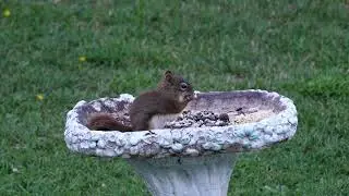 Bird Seed Thief