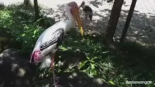 Visiting Penang Bird Park (8th August 2022)