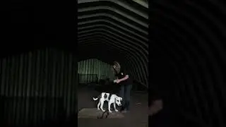 REAL TIME DOG TRAINING  Barney session 10