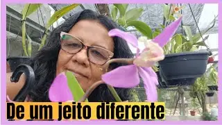 PLANTANDO CATLEYA DE UM JEITO DIFERENTE!