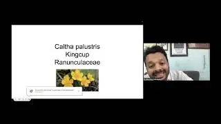 Caltha palustris