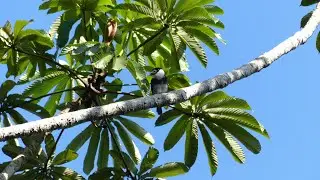 Guianan Puffbird (Notharchus macrorhynchos), French Guiana