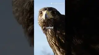 🦅 Eagle Eyesight vs Owl Night Vision 🌙 | Ultimate Vision Battle