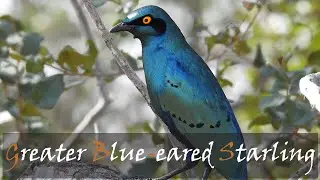 Greater Blue-eared Starling (Lamprotornis chalybaeus) Bird Call Video | Stories Of The Kruger