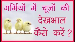 गर्मियों में चूजों की देखभाल कैसे करें? #poultrytips #poultry #poultryfarming #vprintinfotech