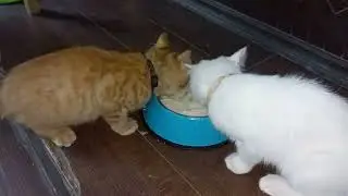 Eat time. cat Food. White cat name Righly and Brown cat name is Ace 😺 #cat #catvideos