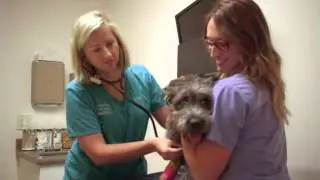 Welcome to Cottonwood Animal Hospital