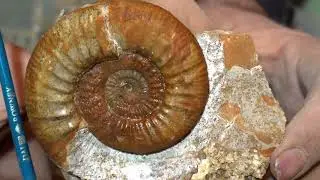 Ammonite preparation with air scribe from callovium