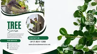 Tree Risk Assessment Service Overview I Bronx Tree Service