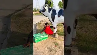 ная анайа ка видео 📷 корова 🐮🐄