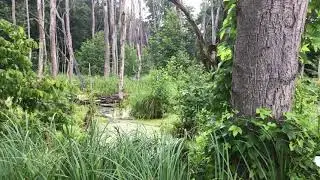 20 Sekunden Uckermark - Sumpfgebiet