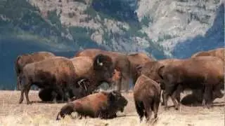 Return of the Yellowstone Bison -- The Conservation Science