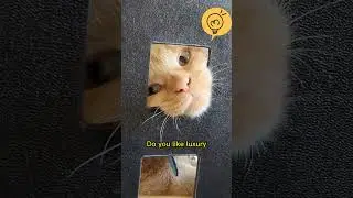 Luxury Bed or Box? Spicy Kitty Wisdom #shorts #cats #catlover