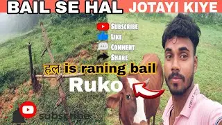 BAIL SE HAL JOTAY KIYE 🥰  AND BUKING MIL GAYA #vlog #villagelife #village vlog 