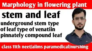 Lec 2 Learn to trick marphology in flowering plant stem, leaf underground stem type of leaf