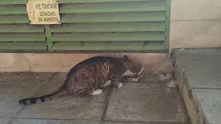 Our street cat Krassi 💗🍀