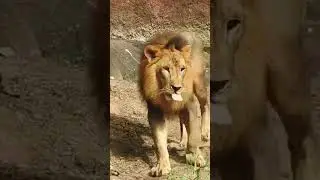 #lion #lionkingstatus #animals #shorts #wildlife #nature #whatsappstatus  #Dubai #Lion #tiktok
