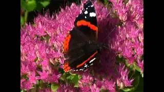 FRENCH BUTTERFLY RED ADMIRAL, VULCAIN PAPILLON FRANCAIS