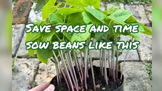 Easy way to sow beans!  #veggiegarden #selfsufficiency #easyhacks #growyourownfood