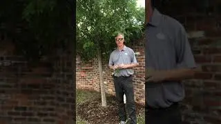 Chinese Elm &lsquo;Drake&rsquo;