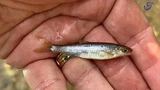 Macros & Micros - Quest Ep. 22: Sand Shiner (Notropis stramineus)
