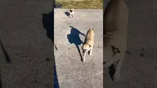 Pug & Chug Happy Playing #pets #pug #chug #playing #happy