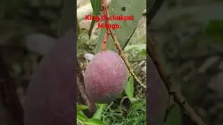 Thailand Mango Verity