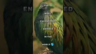 Top 10 most endangered animals in the world 🌍 #animals #wildlife #animal #viral