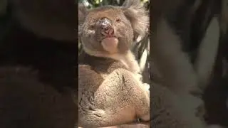 Koala in a tree 🇦🇺 #shorts #animals #wildlife #nature
